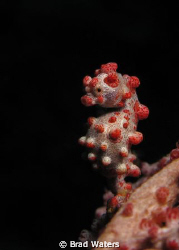 A pygmy seahorse standing tall and proud. by Brad Waters 